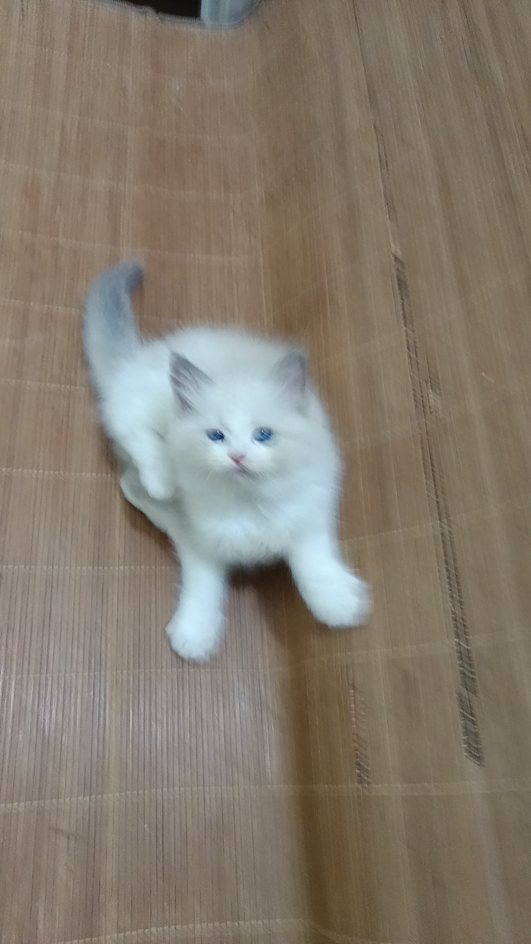 布偶猫